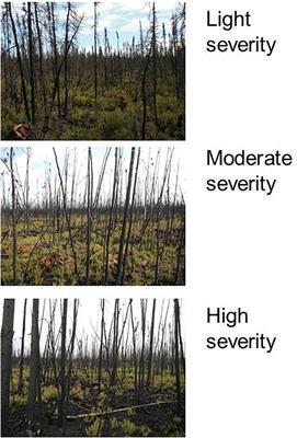 Assessing Boreal Peat Fire Severity and Vulnerability of Peatlands to Early Season Wildland Fire
